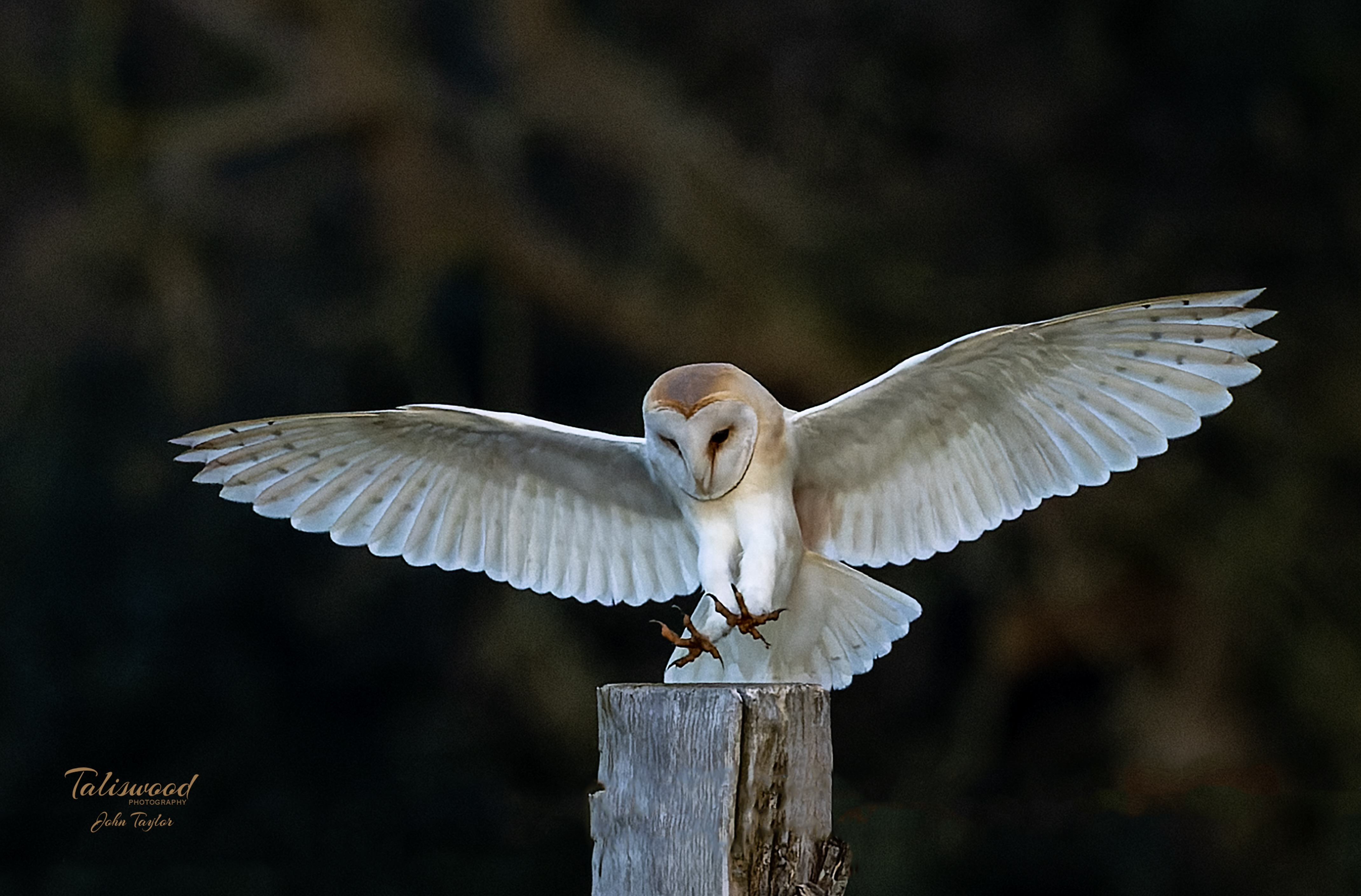 Taliswood Wildlife Photography