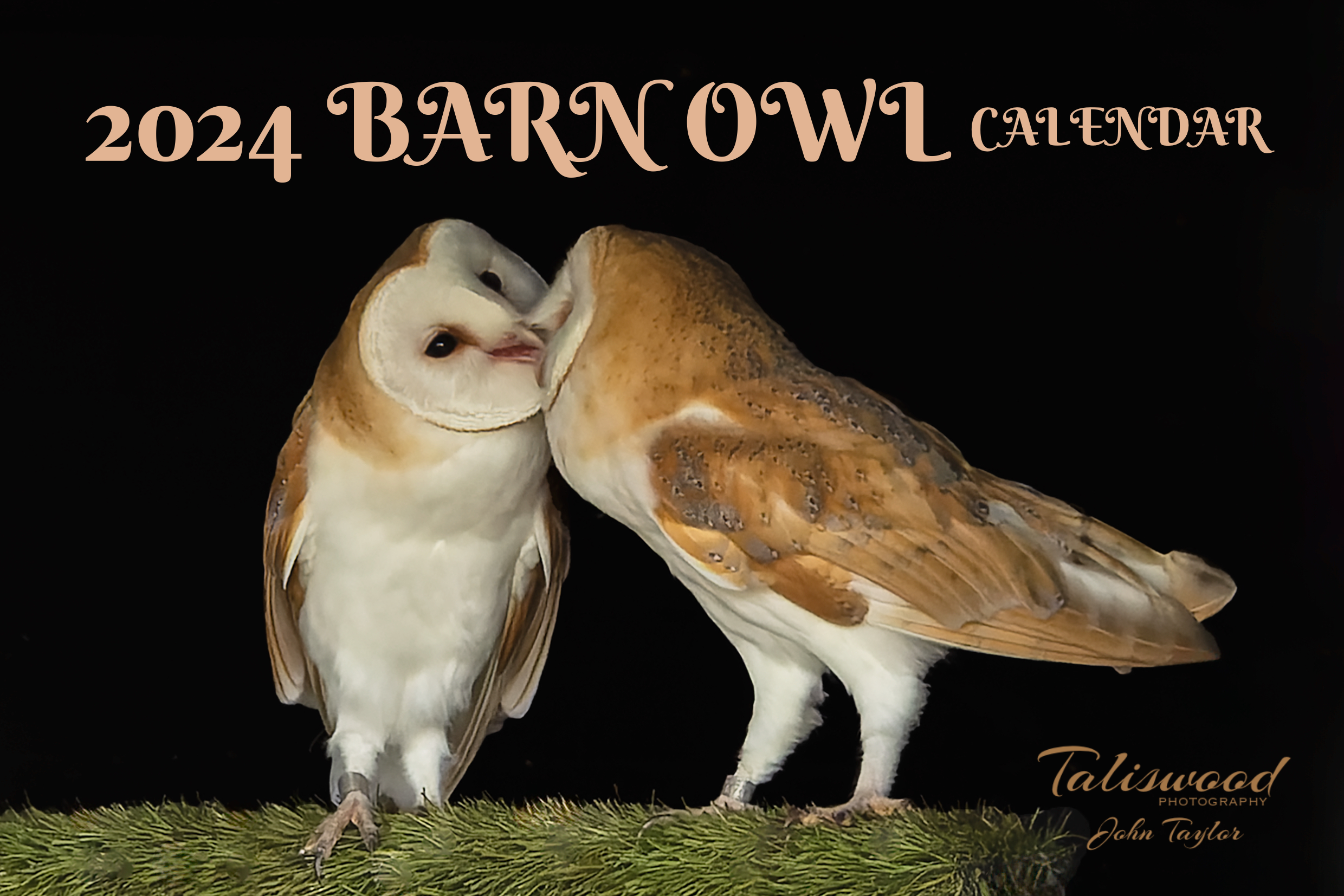 Two young barn owls showing affection to each other
